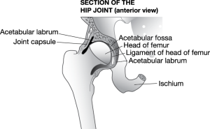 jbt-hipjoint-web