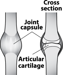 jbt-joint-capsule-web